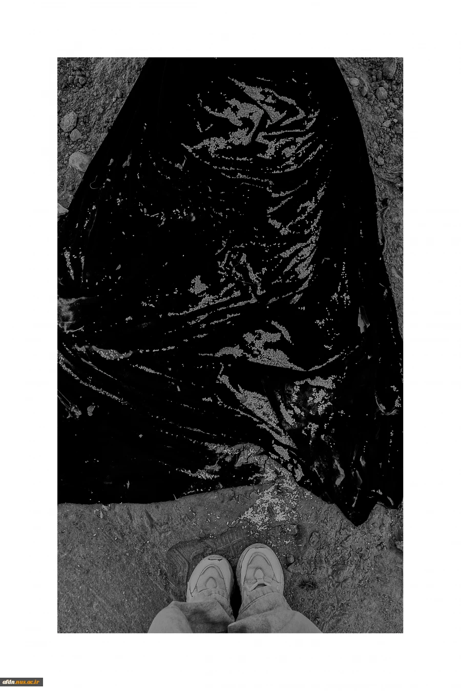 ساجده 7