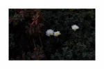 فاطمه 3
