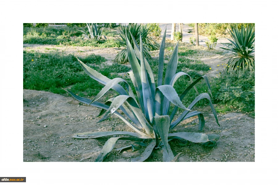 فاطمه4