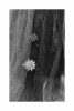 نگار6
