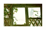 یاسمن1