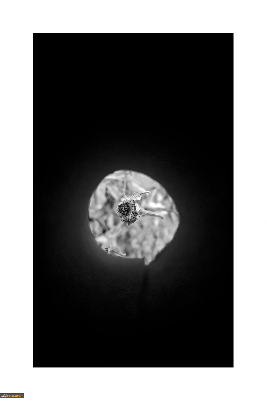 عکاسی مستند بهمن 1403 - مهدیس یوسف پور