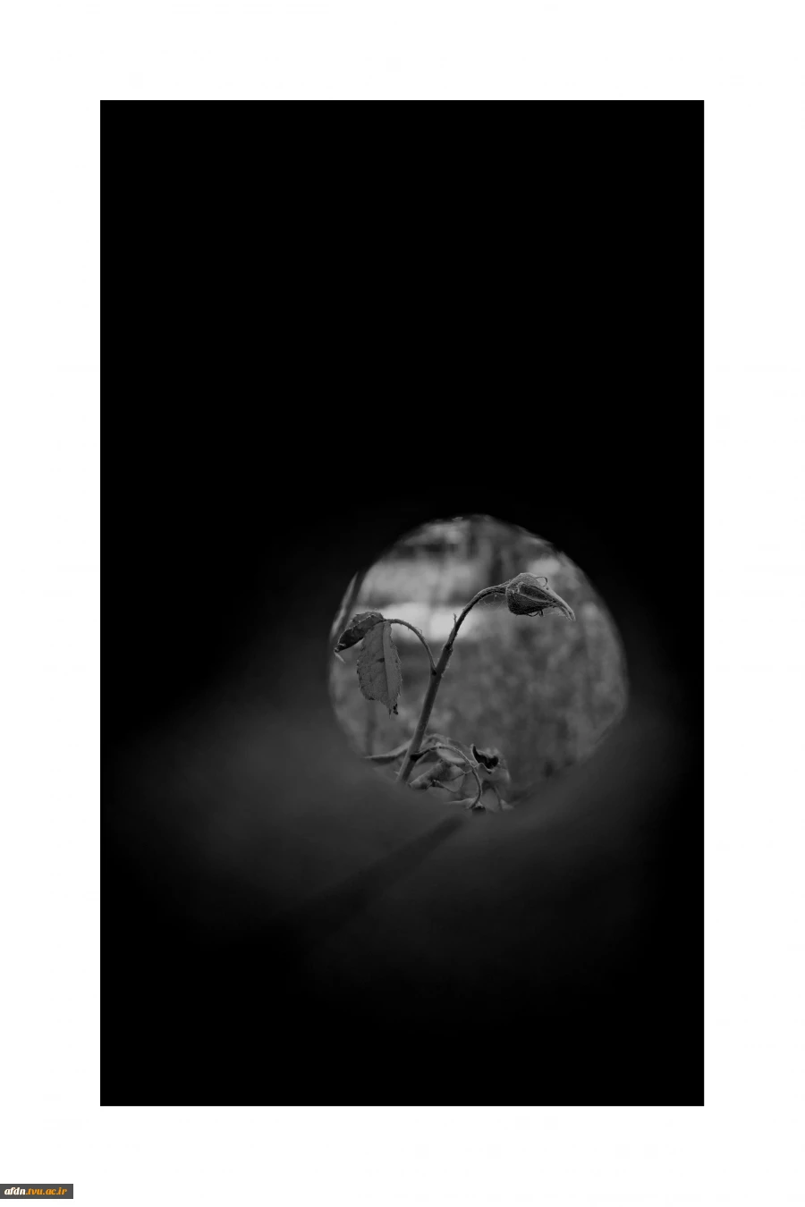 عکاسی مستند بهمن 1403 - مهدیس یوسف پور