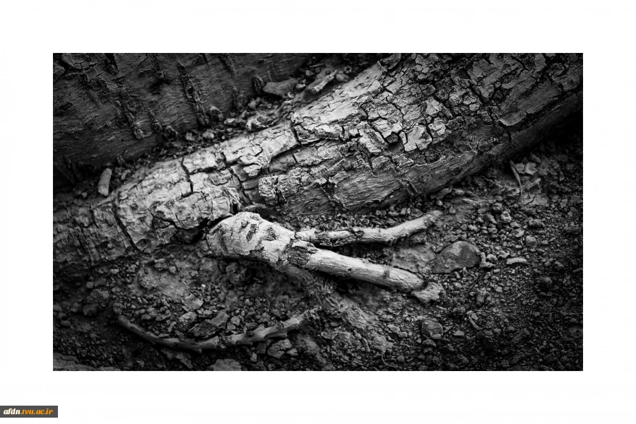 عکاسی مستند بهمن 1403 - سمیه عباسی