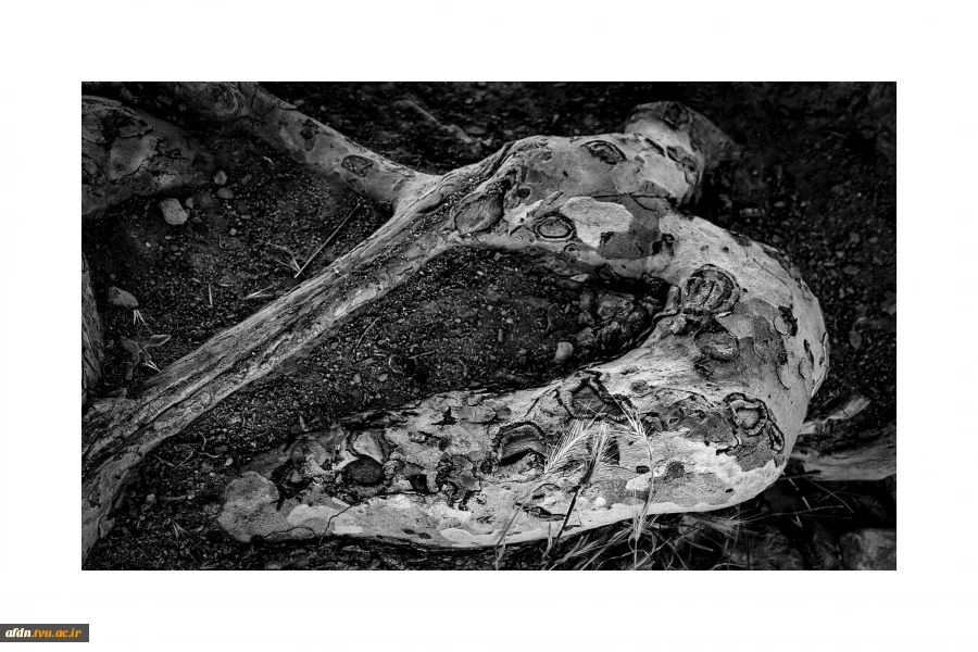 عکاسی مستند بهمن 1403 - سمیه عباسی