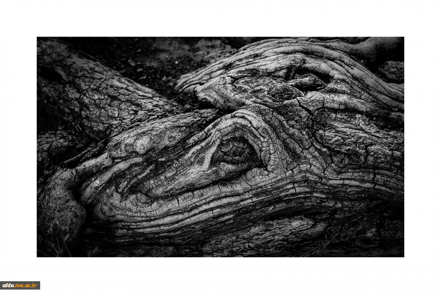 عکاسی مستند بهمن 1403 - سمیه عباسی