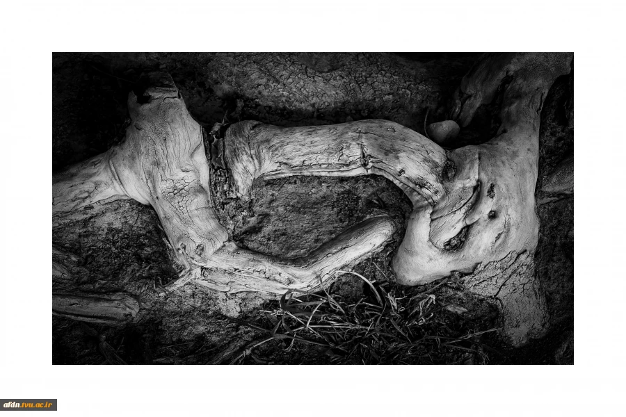 عکاسی مستند بهمن 1403 - سمیه عباسی