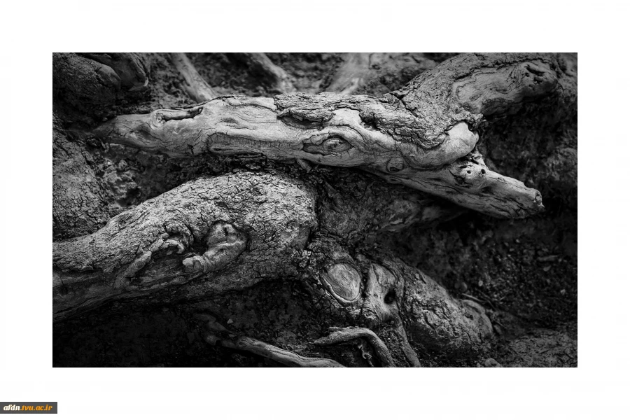 عکاسی مستند بهمن 1403 - سمیه عباسی