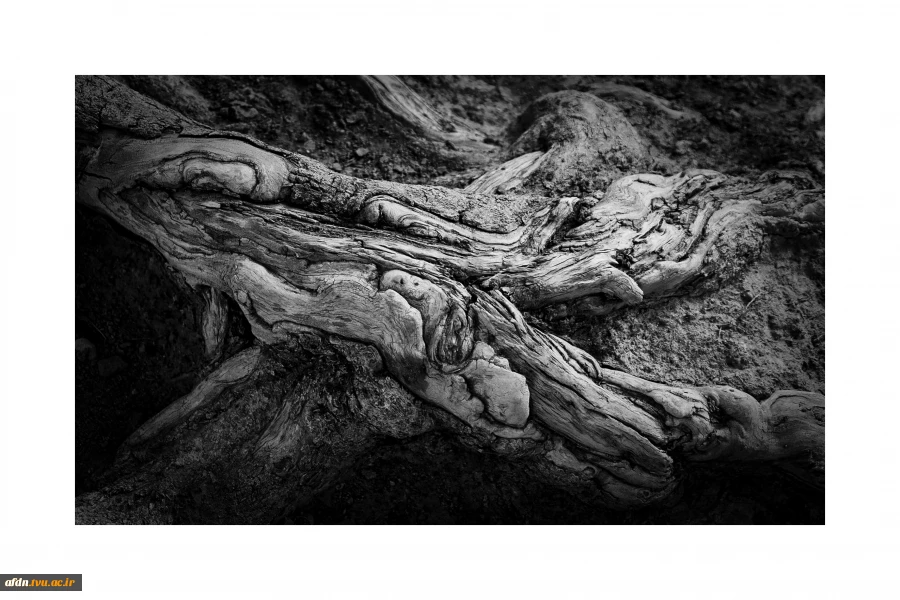 عکاسی مستند بهمن 1403 - سمیه عباسی