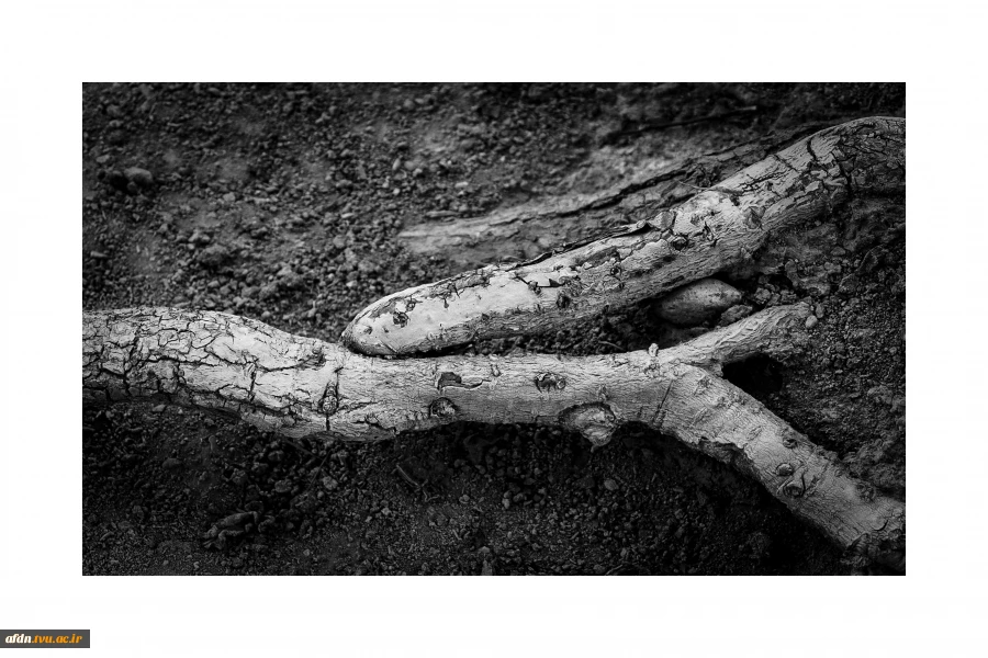 عکاسی مستند بهمن 1403 - سمیه عباسی