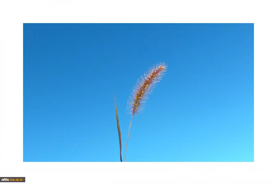 مستند1